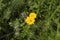 close-up: yellow blossoms of Coreopsis, blue eryngo, blue bugle