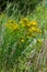 close-up of the yellow blossoms of Hypericum perforatum, a herbal medicine