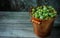 Close up yellow brass bucket with berry of green gooseberry stand in right side on wood background. Top view