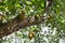 Close-up of yellow breadfruit hanging from a tree branch against an ethereal white sky background