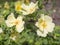 Close up yellow brier wild rose dog rose flower branch, select