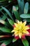 Close up of yellow Bromeliad plant