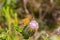 Close up yellow brown butterfly possibly Atalopedes campestris, also known as sachem, is a small grass skipper butterfly