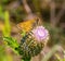 Close up yellow brown butterfly possibly Atalopedes campestris, also known as sachem, is a small grass skipper butterfly