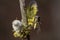 Close-up of a yellow-brown hoverfly sitting on the branch of a flowering willow against a brown background