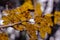 Close-up of yellow-brown leaves on tree branches. Leafy season