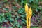 Close up of yellow burgeon of Orobanche in the wild nature