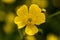 Close-up of yellow buttercup flower Ranunculus