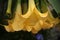 Close-up of the yellow calyx of the pendulous flowers of a Brugmansia suaveolens plant