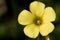 Close up of Yellow cape sorrel flower, or Bermuda Buttercup in full bloom with bokeh background