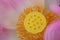 Close up of yellow carpellary receptacle lotus flower. Pink lotus flower or nelumbo nucifera details background. Floral macro