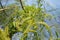 Close up of yellow catkins of Salix babylonica