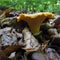 Close up of yellow chanterelle fungus on forest floor in autumn. Collecting edible mushrooms, wild fungus for eat, vegetarian food