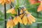 Close up of yellow chequered Lilies