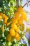 Close up yellow cherry tomato growing in field plant agriculture