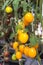 Close up yellow cherry tomatoes hang on trees in greenhouse