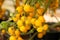 Close up yellow cherry tomatoes hang on trees growing in greenhouse in Israel