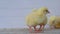 Close-up of yellow chickens on the floor, Beautiful yellow little chickens look at the grain,