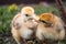 Close-up of yellow chickens on the grass, yellow little chickens, a group of yellow chickens. Poultry farming