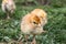 Close-up of yellow chickens on the grass, yellow little chickens, a group of yellow chickens. Poultry farming