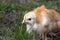 Close-up of yellow chickens on the grass, yellow little chickens, a group of yellow chickens. Poultry farming