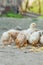 Close up yellow chicks on the floor , Beautiful yellow little chickens, Group of yellow chicks