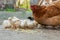 Close up yellow chicks on the floor , Beautiful yellow little chickens, Group of yellow chicks