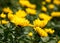 Close up of yellow chrysanthemum blossom branch in garden