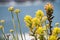 Close up of Yellow colored Indian paintbrush Castilleja wildflowers