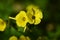 Close-up of Yellow Common Wood Sorrel Flowers, Oxalis Acetosella