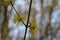 Close up of yellow cornelian cherry flowers, sign of early spring