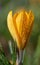 Close up of a yellow crocus covered with lots of water droplets. The image is in portrait format