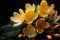 Close-up of yellow crocus flowers