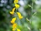 Close up yellow Crotalaria juncea flower or Sunhemp flower