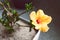 Close-up of yellow cuban hibiscus flowerin pot indoor by the window light