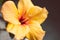 Close-up of yellow cuban hibiscus flowerin pot indoor by the window light