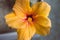 Close-up of yellow cuban hibiscus flowerin pot indoor by the window light