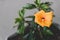 Close-up of yellow cuban hibiscus plant indoor shot at shallow depth of field