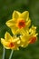 close up of yellow daffodils