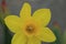 Close up yellow daffodils flowers spring