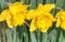 Close up of yellow daffodils in the spring time.