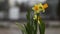 Close-up of yellow daffodils swaying in the wind on a blurred background of the city square. Spring season