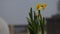 Close-up of yellow daffodils swaying in the wind on a blurred background of the city square. Spring season