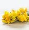 Close up of yellow daffodils at white background