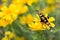 Close up yellow daisy in garden and butterfly