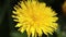 Close-up of a yellow dandelion