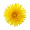 Close-up of yellow dandelion flower isolated on white background