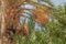 Close up of yellow dates hanging in palm trees of the Oulad Othmane oasis