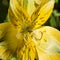 Close-up of Yellow Day Lily stamen and carpel