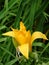 Close-up of a yellow daylily in Europe